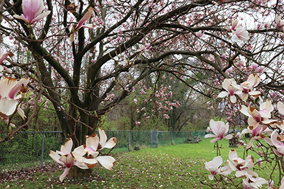 Photograph of a dogwood tree in blossom with pink flowers.